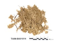 藏品(泥炭苔屬)的圖片